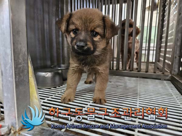 한국동물구조관리협회_441559202400988